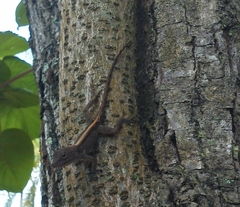 Anolis cristatellus cristatellus