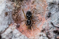 Phrurolithus