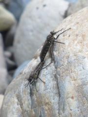 Lasiopogon