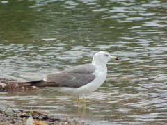 Larus crassirostris