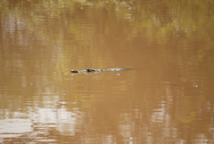 Crocodylus suchus