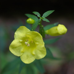 Aureolaria levigata