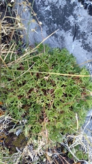 Saxifraga canaliculata