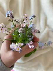 Myosotis