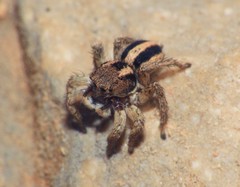 Aelurillus luctuosus