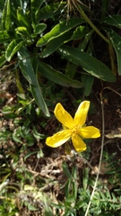 Hypericum richeri burseri