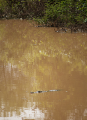 Crocodylus suchus