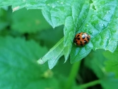 Harmonia axyridis