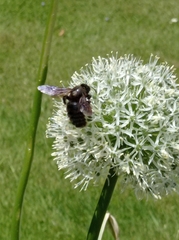 Xylocopa