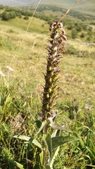 Digitalis parviflora