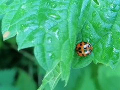 Harmonia axyridis