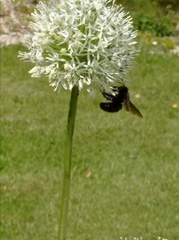 Xylocopa