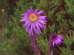 Senecio formosus