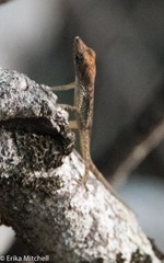 Anolis roquet salinei