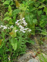Penstemon arkansanus