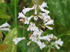 Penstemon arkansanus