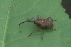 Curculio nucum
