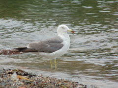 Larus crassirostris