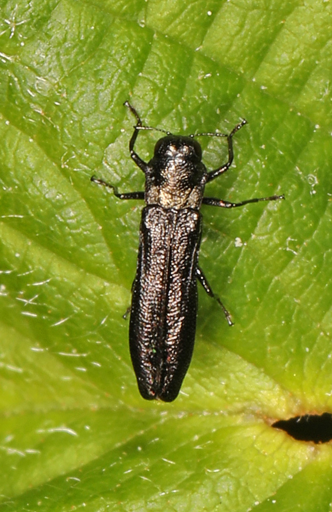 Paragrilus tenuis