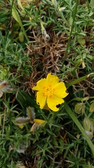 Cistus lasianthus alyssoides