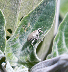 Trichobaris compacta