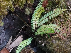 Asplenium azoricum