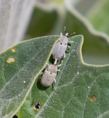 Trichobaris compacta