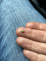 Polydrusus pterygomalis