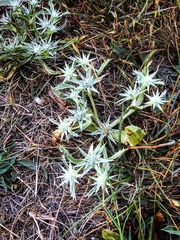 Eryngium armatum