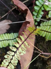 Asplenium azoricum