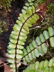 Asplenium azoricum