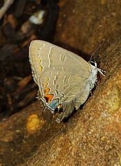Satyrium calanus