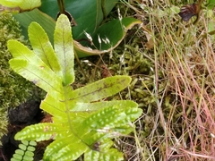 Polypodium macaronesicum azoricum