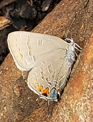 Satyrium calanus