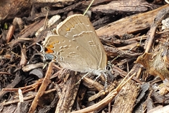 Satyrium calanus
