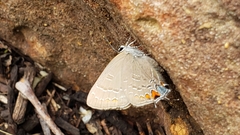 Satyrium calanus