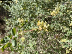 Lonicera interrupta