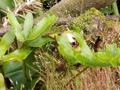 Polypodium macaronesicum azoricum