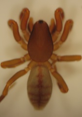 Huttonia
