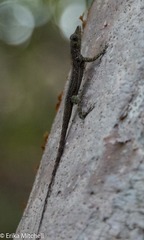 Anolis roquet salinei