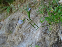 Wahlenbergia violacea