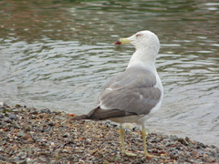 Larus crassirostris