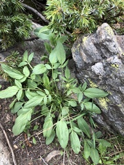 Valeriana cardamines