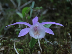 Pleione formosana