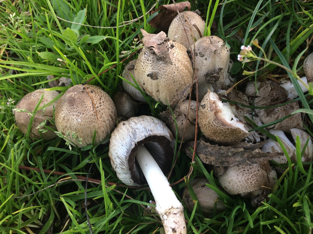 Common Ink Cap (Coprinopsis atramentaria)