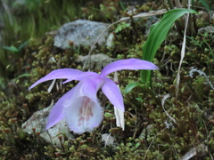 Pleione formosana