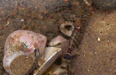 Eualus pusiolus