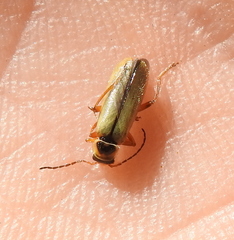 Metacantharis clypeata