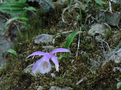 Pleione formosana