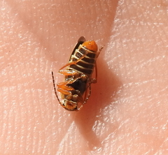 Metacantharis clypeata